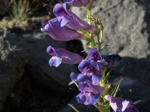 Image of royal penstemon