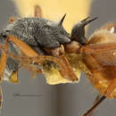 صورة Polyrhachis bicolor aurinasis Forel 1901