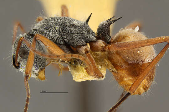 Image de Polyrhachis bicolor Smith 1858