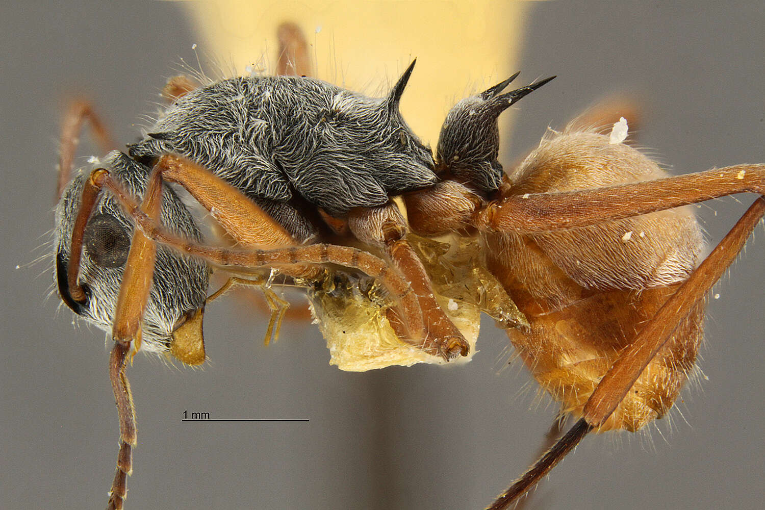 Image of Polyrhachis bicolor Smith 1858