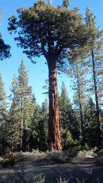 Image of Incense-cedar