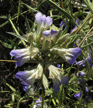 Imagem de <i>Blepharis lineariifolia</i> Pers.