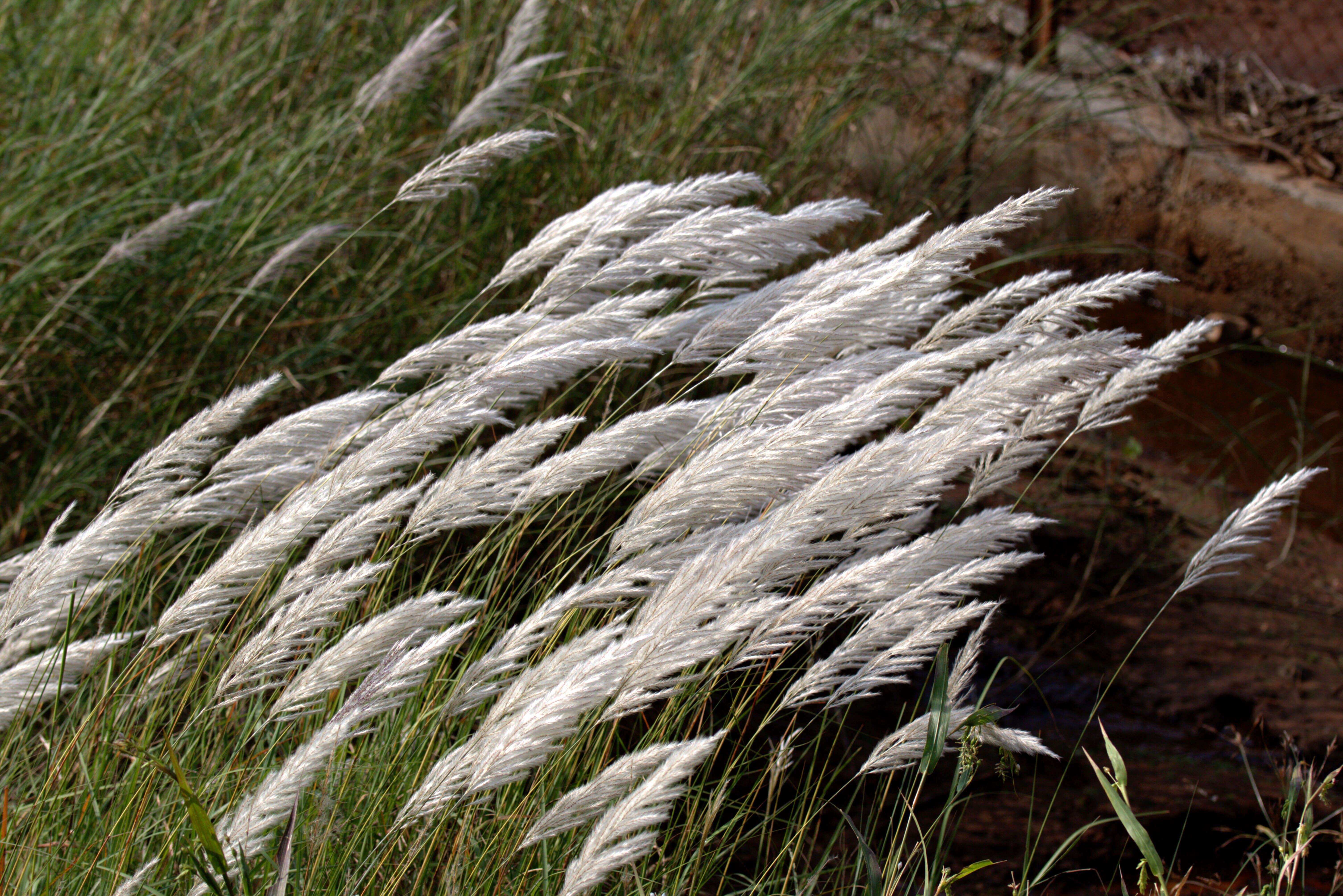 Image of sugarcane