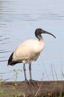 Threskiornis molucca (Cuvier 1829) resmi