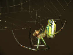 Image of Leucauge venusta (Walckenaer 1841)