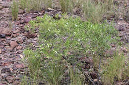 صورة Eremophila mitchellii Benth.