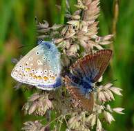 Image of common blue