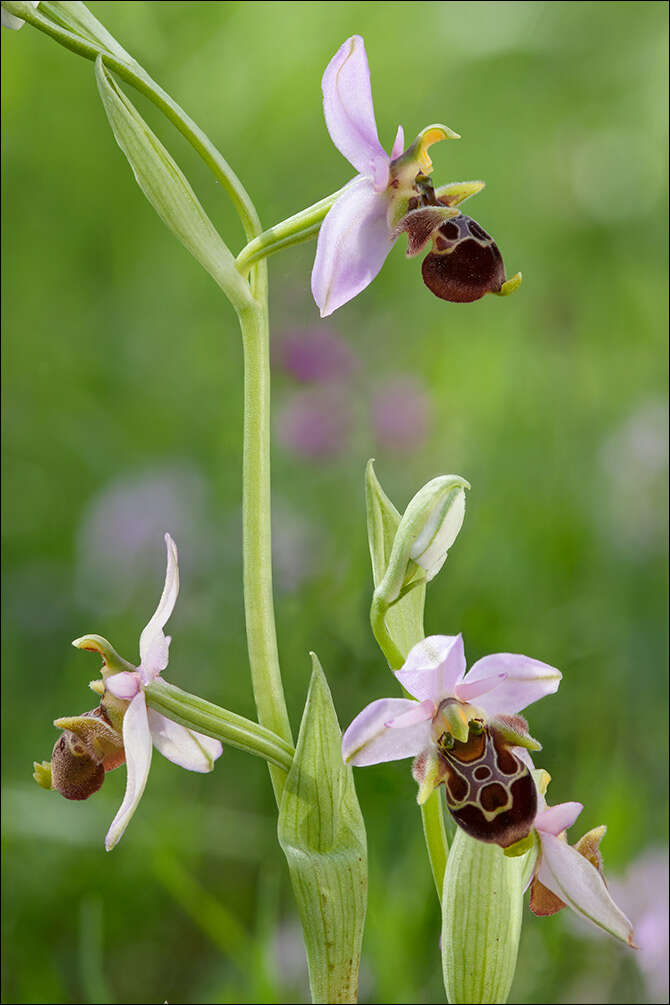 Image of Woodcock bee-orchid