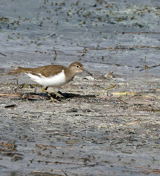 Image of Common Sandpiper