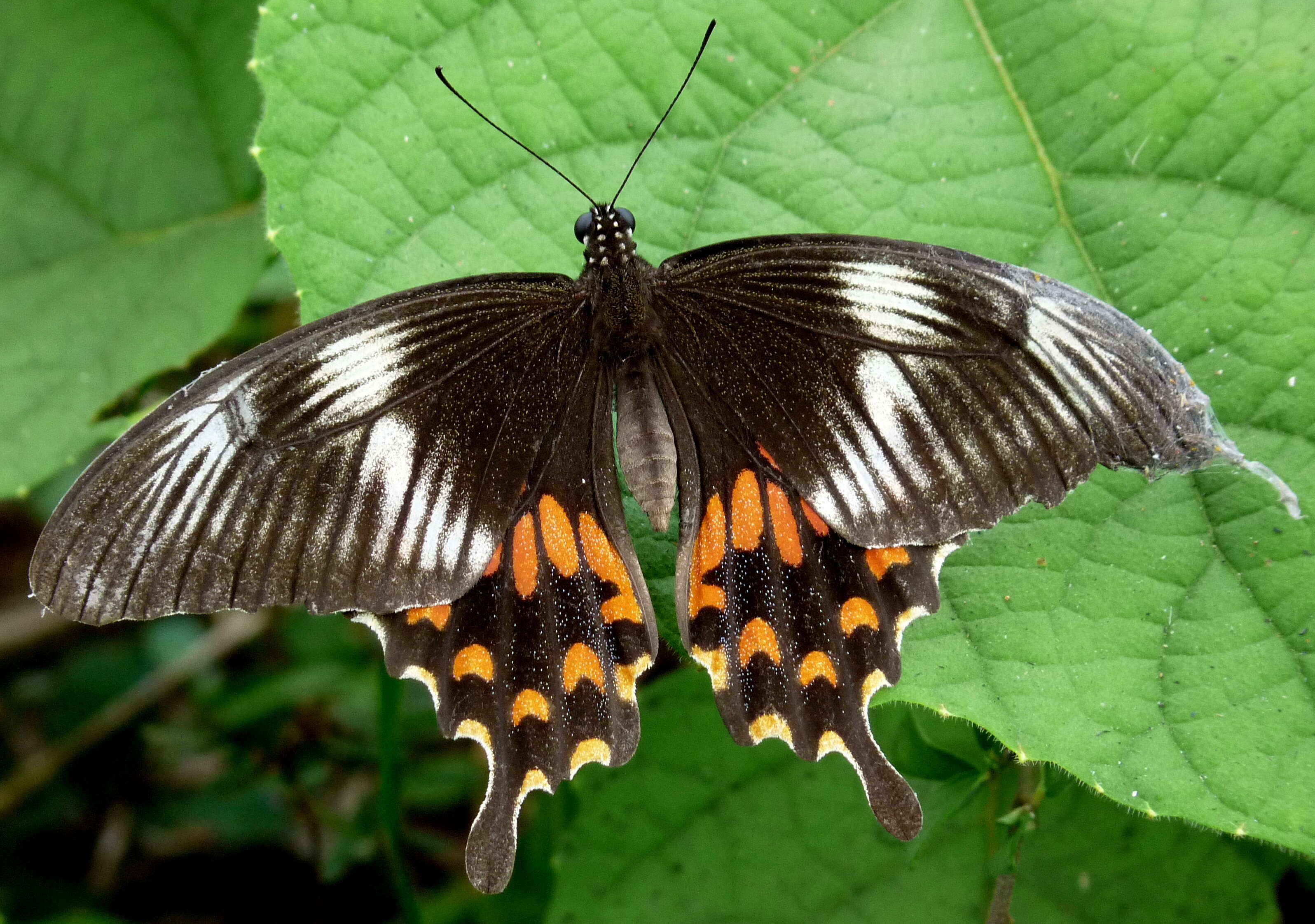 Image of Papilio polytes Linnaeus 1758