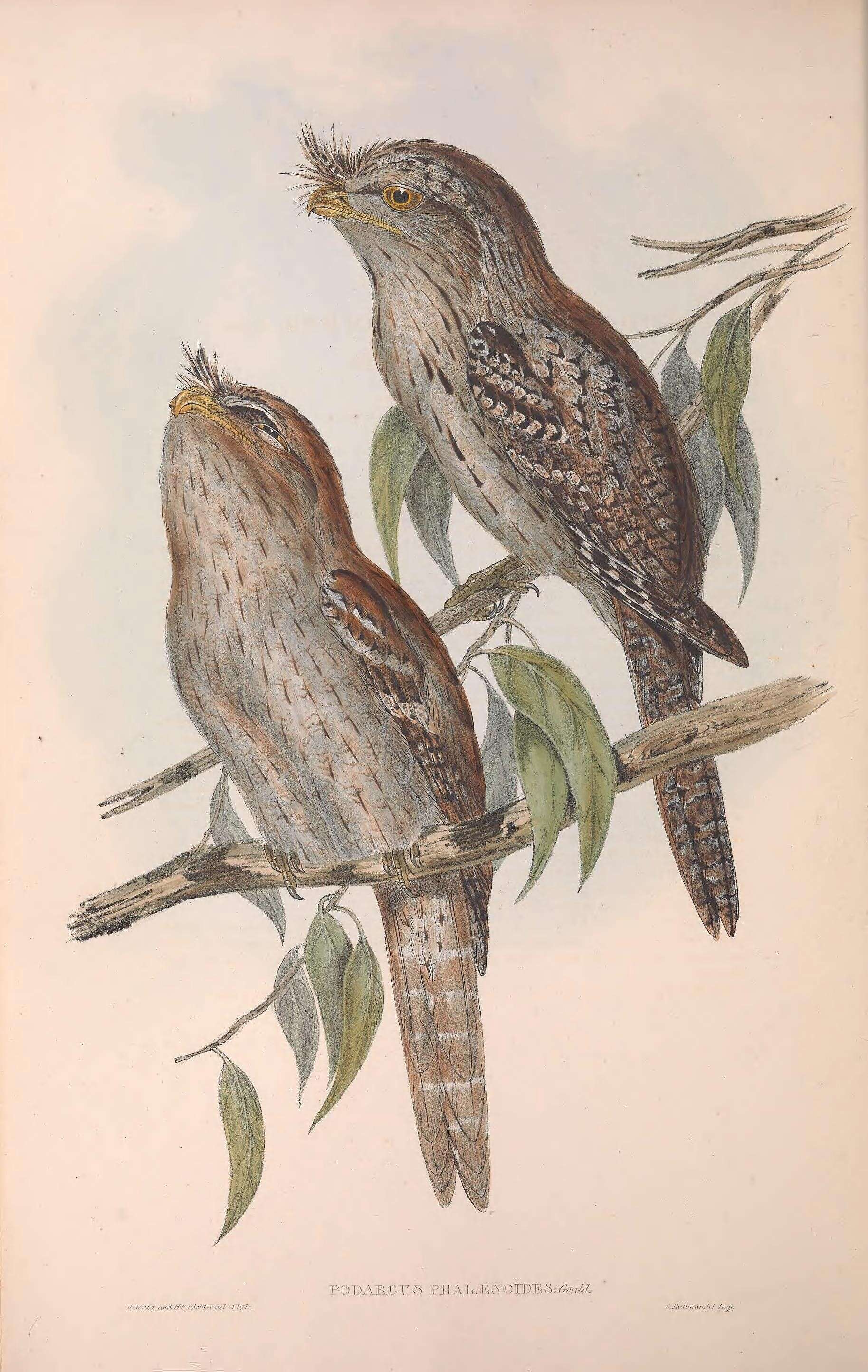 Image of Podargus strigoides phalaenoides Gould 1840