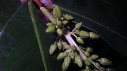 صورة Ouratea gigantophylla (Erhard) Engl.