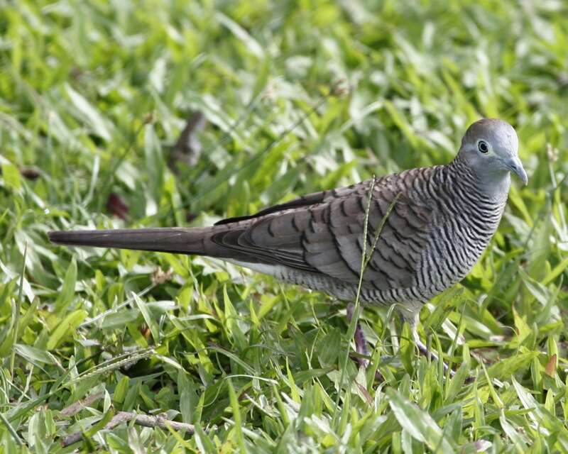 Image of Zebra Dove