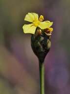 Image of yellow-eyed-grass family