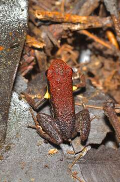 Image of Ecuador Poison Frog