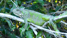 Image of Green Iguana