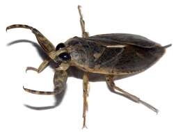 Image of True water bugs