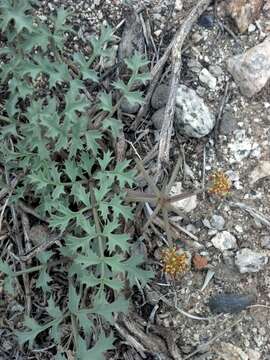 Image of Big Pine biscuitroot