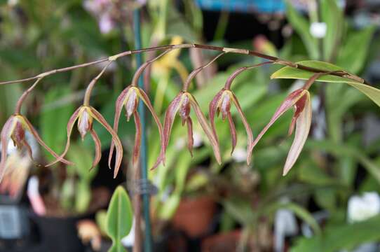 Image of Leach orchids