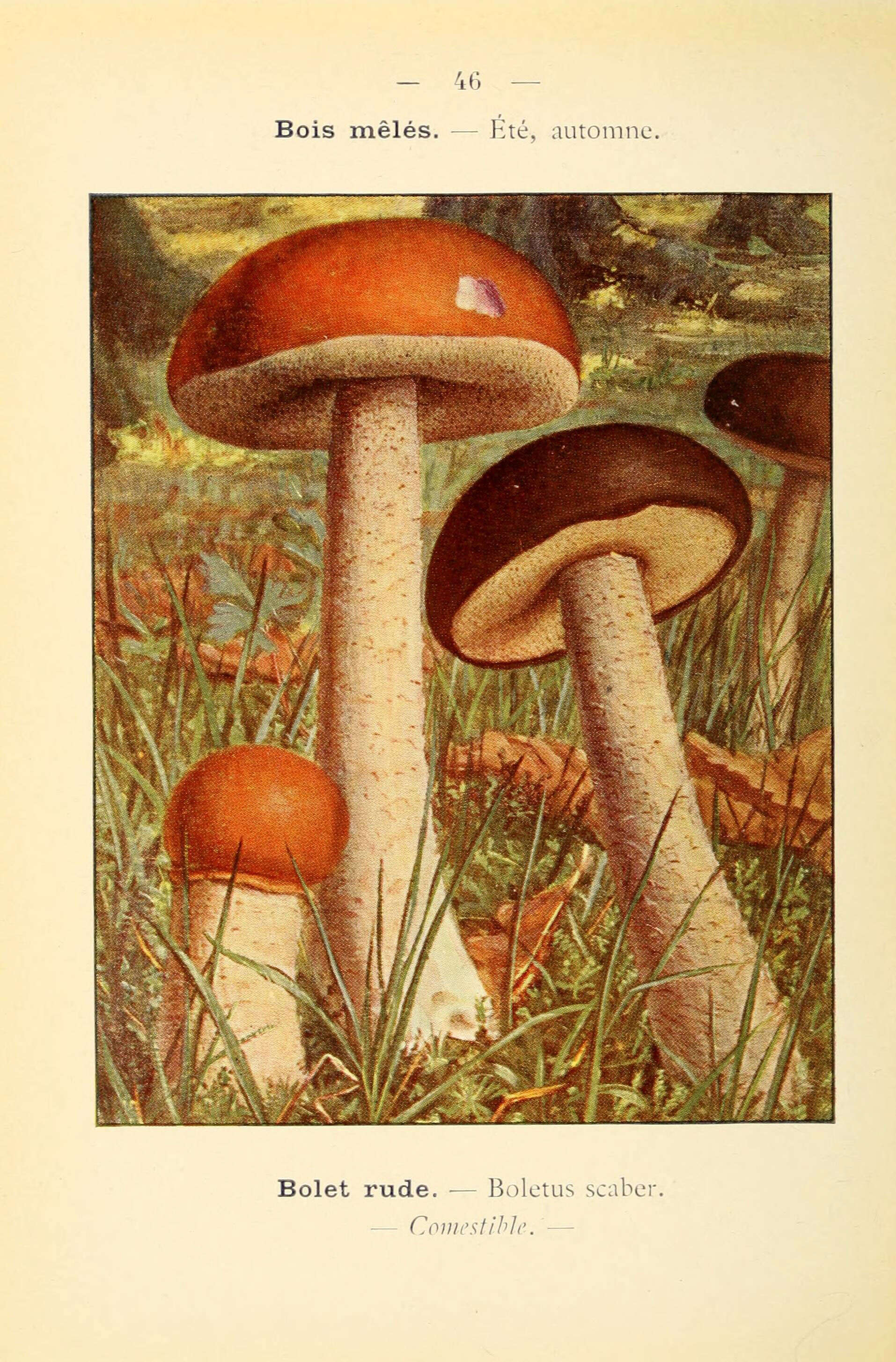 Image of Leccinum