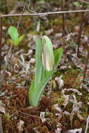 Image of Slipper orchids