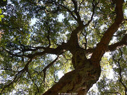 Image of Cork Oak