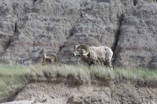 Image of bighorn sheep