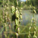 Image of Rattlesnake manna grass