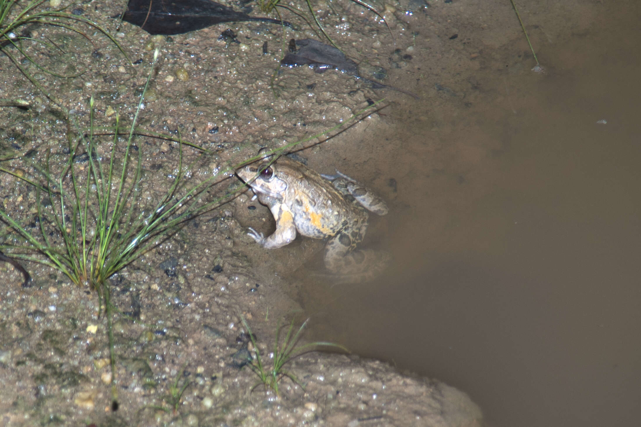 Image of Asian Brackish Frog