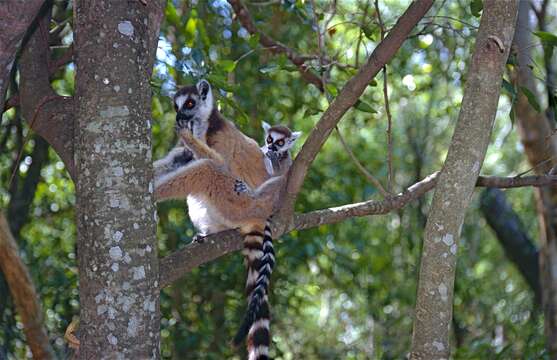 Image of Lemur Linnaeus 1758