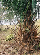 Слика од Arecaceae