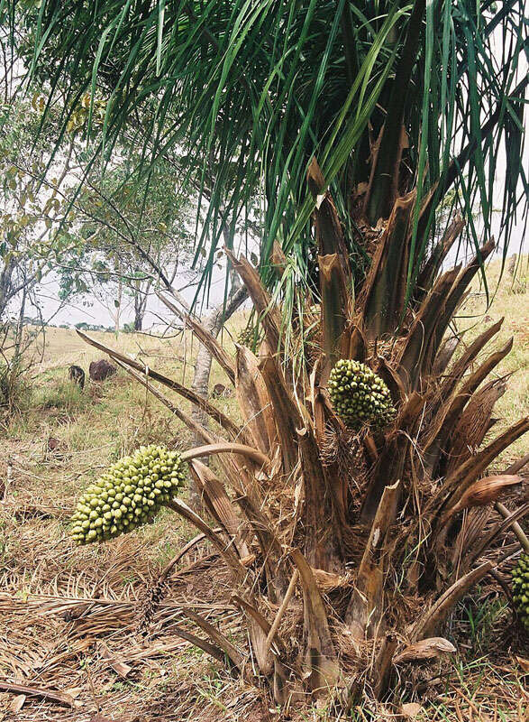 Слика од Arecaceae