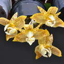 Image of Stanhopea gibbosa