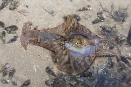 Image of sea hare