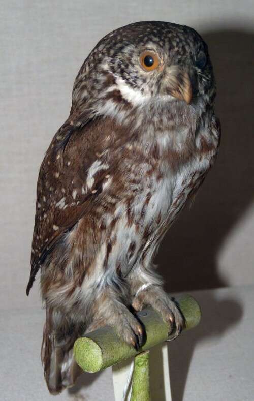 Image of Glaucidium Boie & F 1826