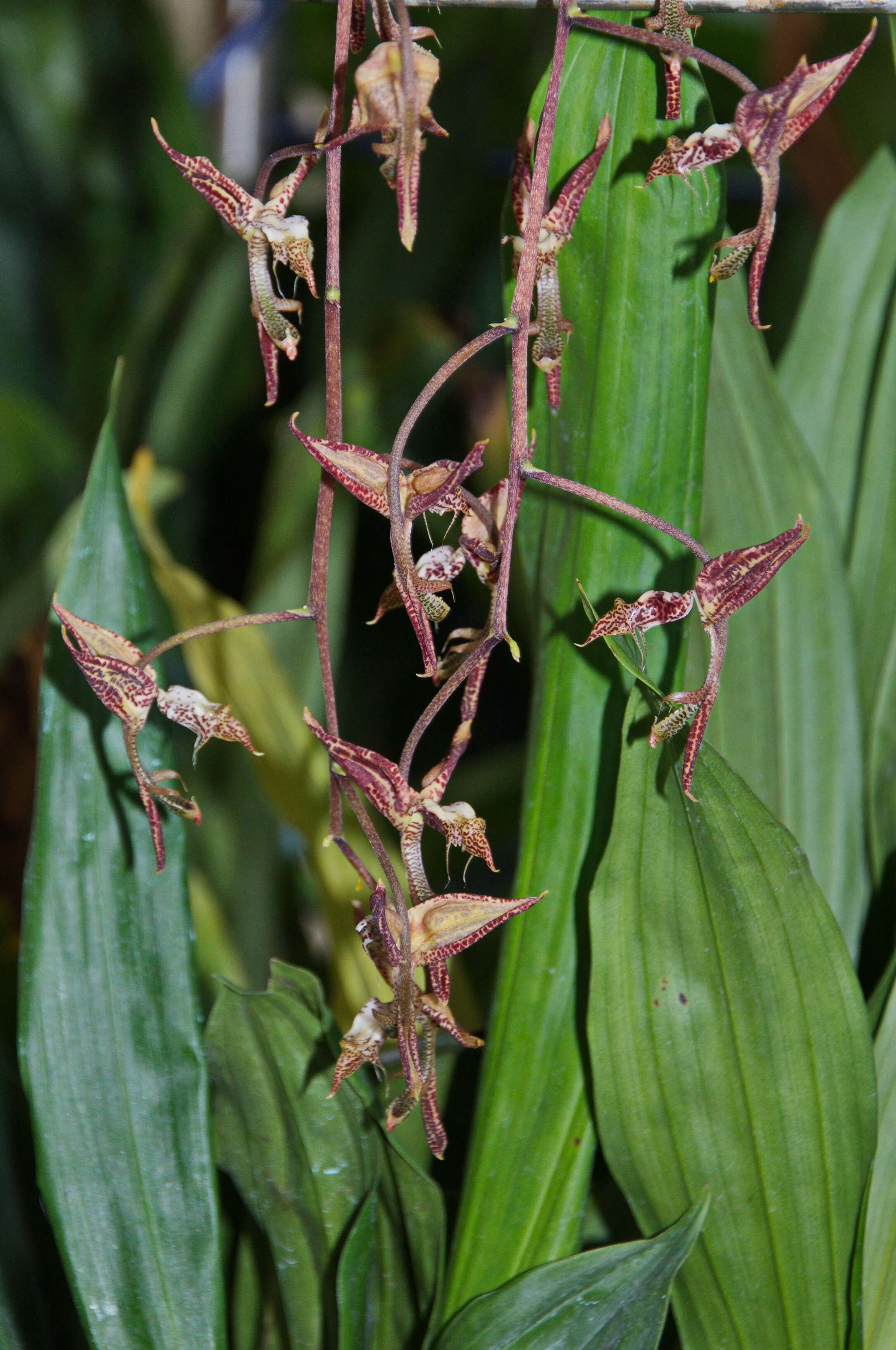 Image of Orchidaceae