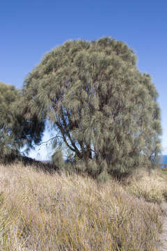 Image of drooping she-oak