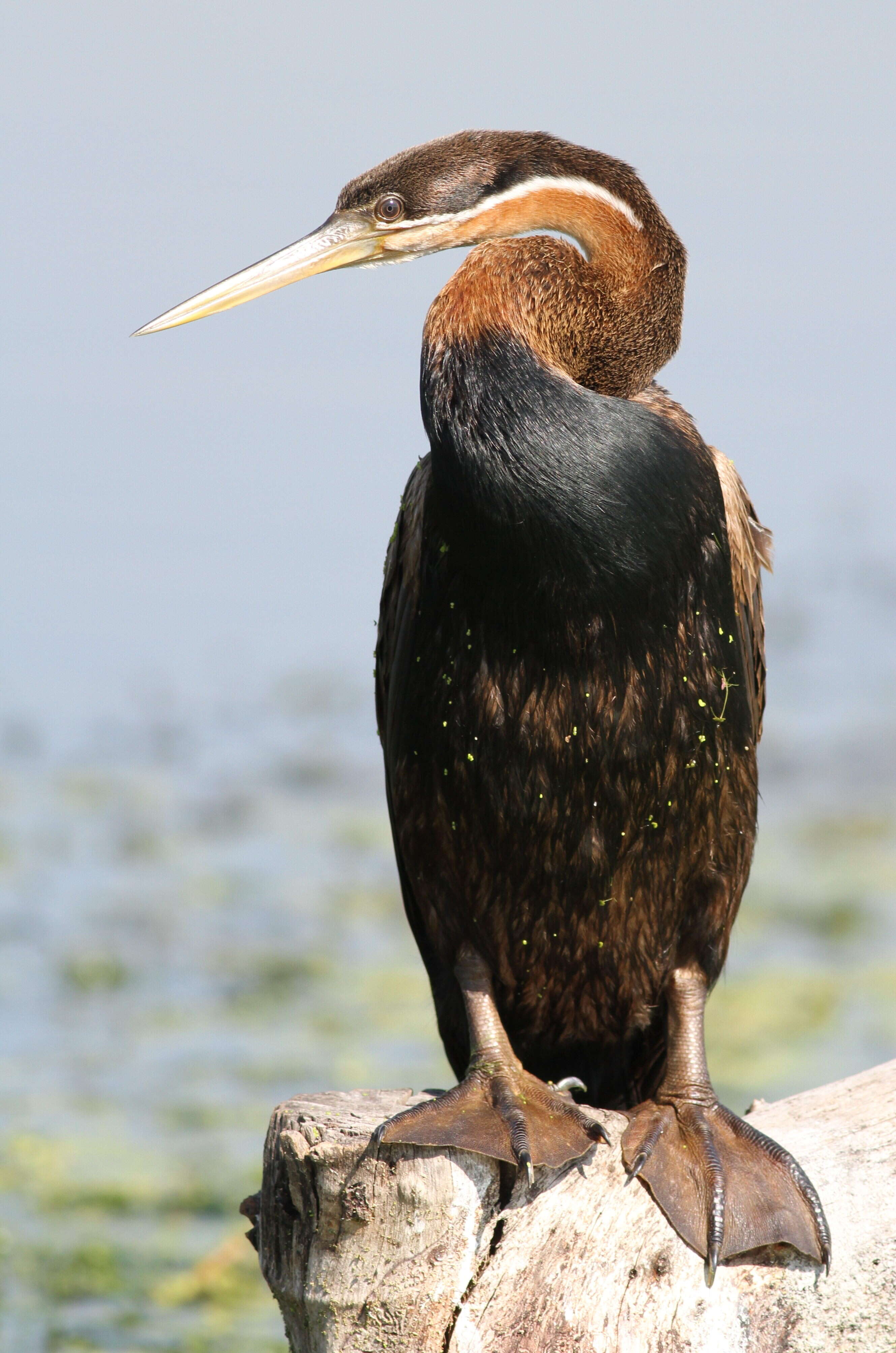 Image of African Darter