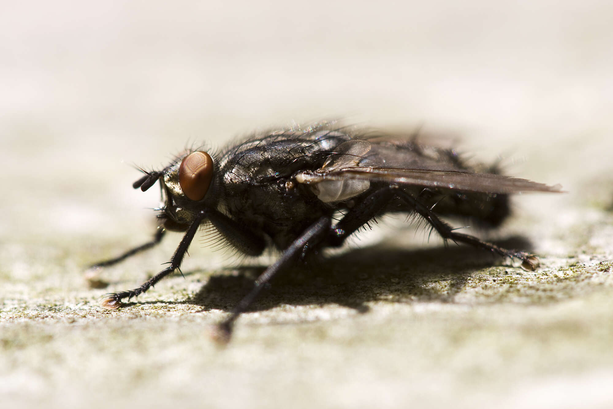 Image of Sarcophaga carnaria (Linnaeus 1758)