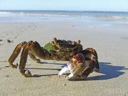 Image of marsh crabs, shore crabs, and talon crabs