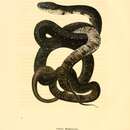 Image of black rat snake