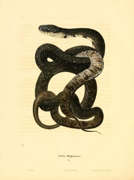 Image of black rat snake