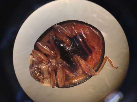 Image of Twice-stabbed Lady Beetles