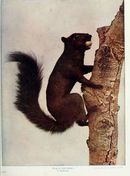 Imagem de Sciurus subgen. Sciurus Linnaeus 1758