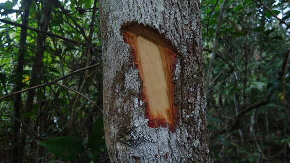 Miconia cinnamomifolia (DC.) Naud.的圖片