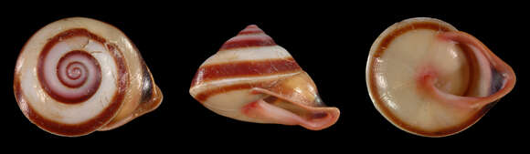Image of Papua New Guinea Land Snails