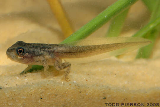 Image of Western Chorus Frog