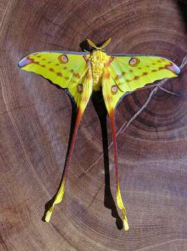 Image of comet moth