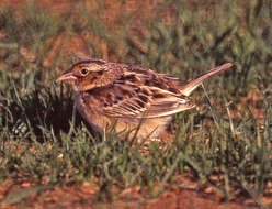 Image of Ammodramus Swainson 1827