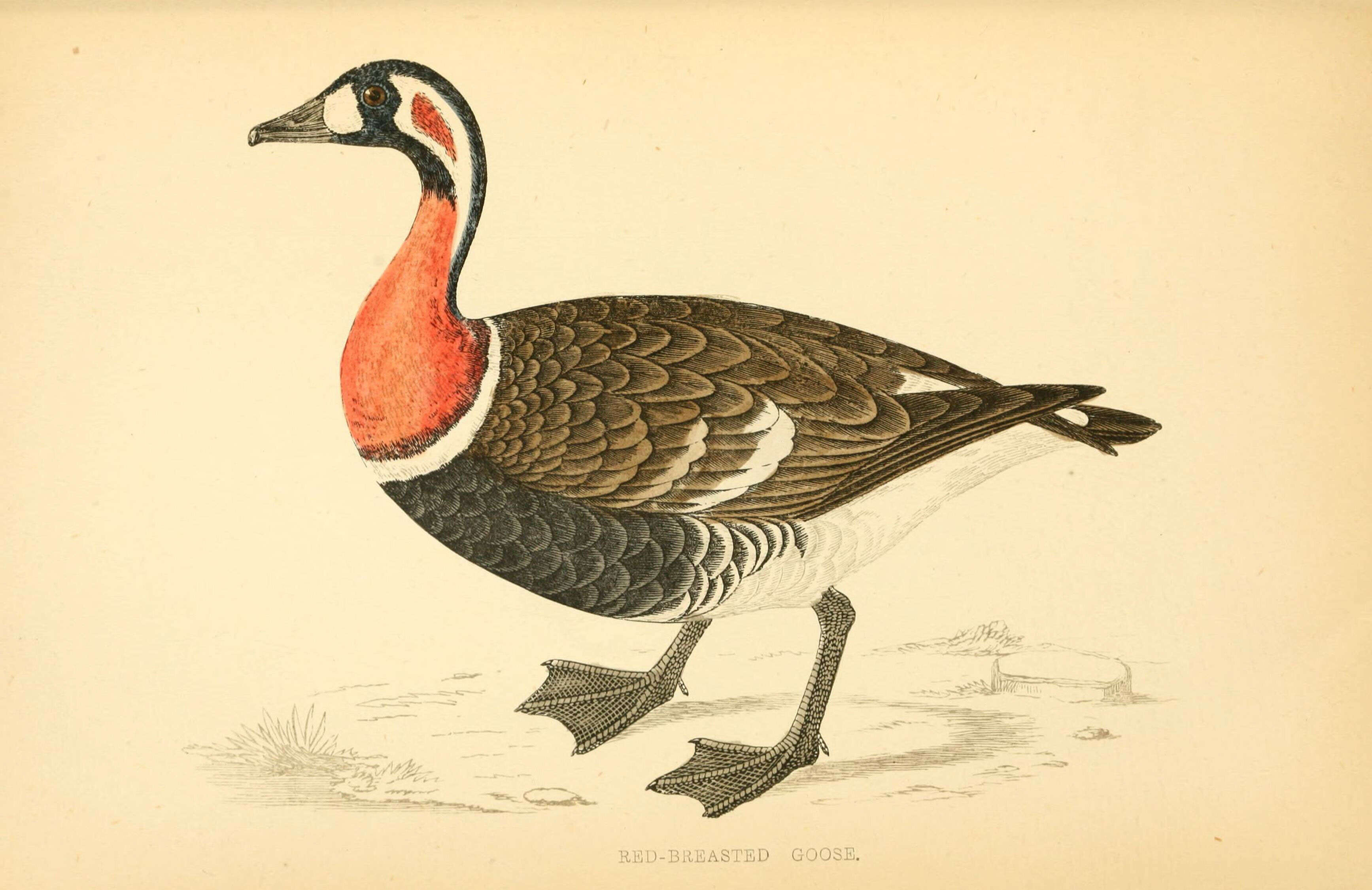 Image of Hawaiian goose